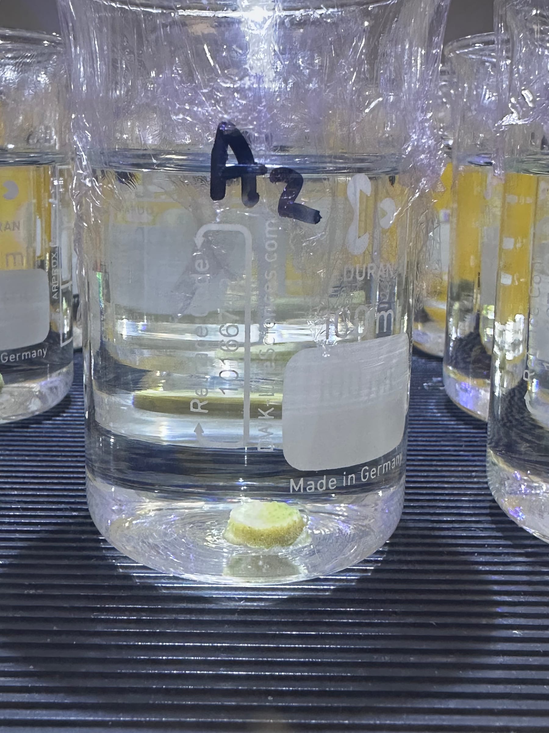 A single labelled exposure beaker, code A2, holding a coral fragment