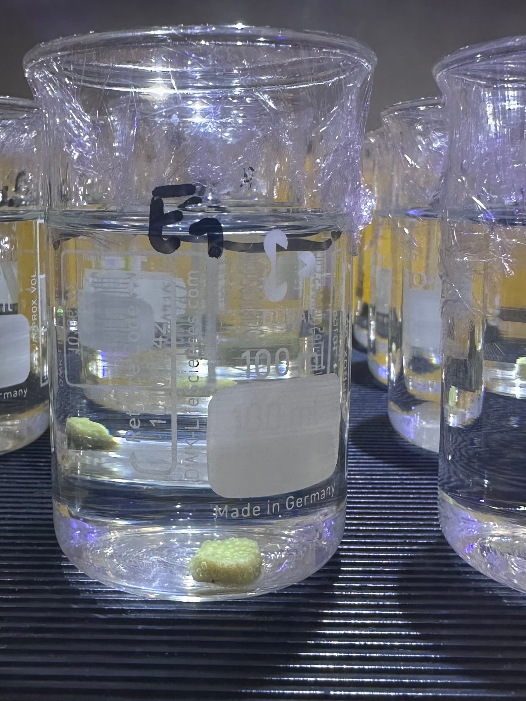 A single coded exposure beaker holding one coral fragment on its plug