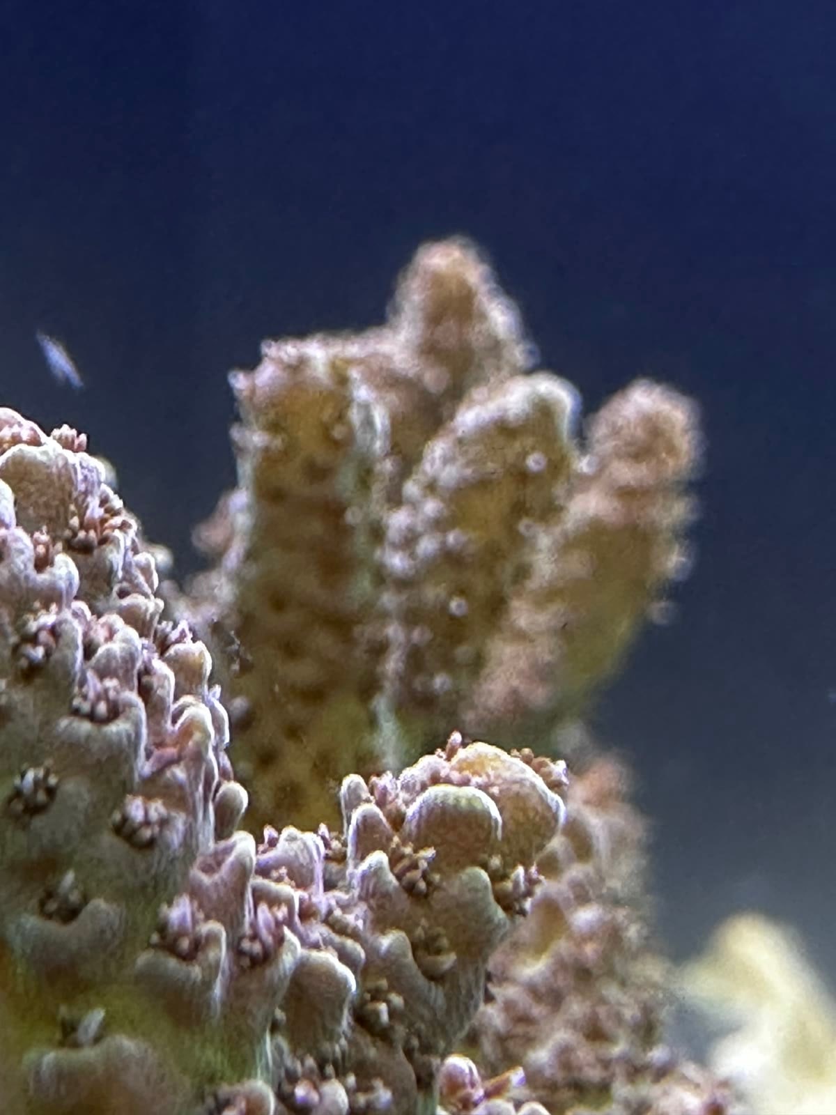 Macro photograph of a live Acropora coral colony cultivated in the ReefTox closed-loop laboratory