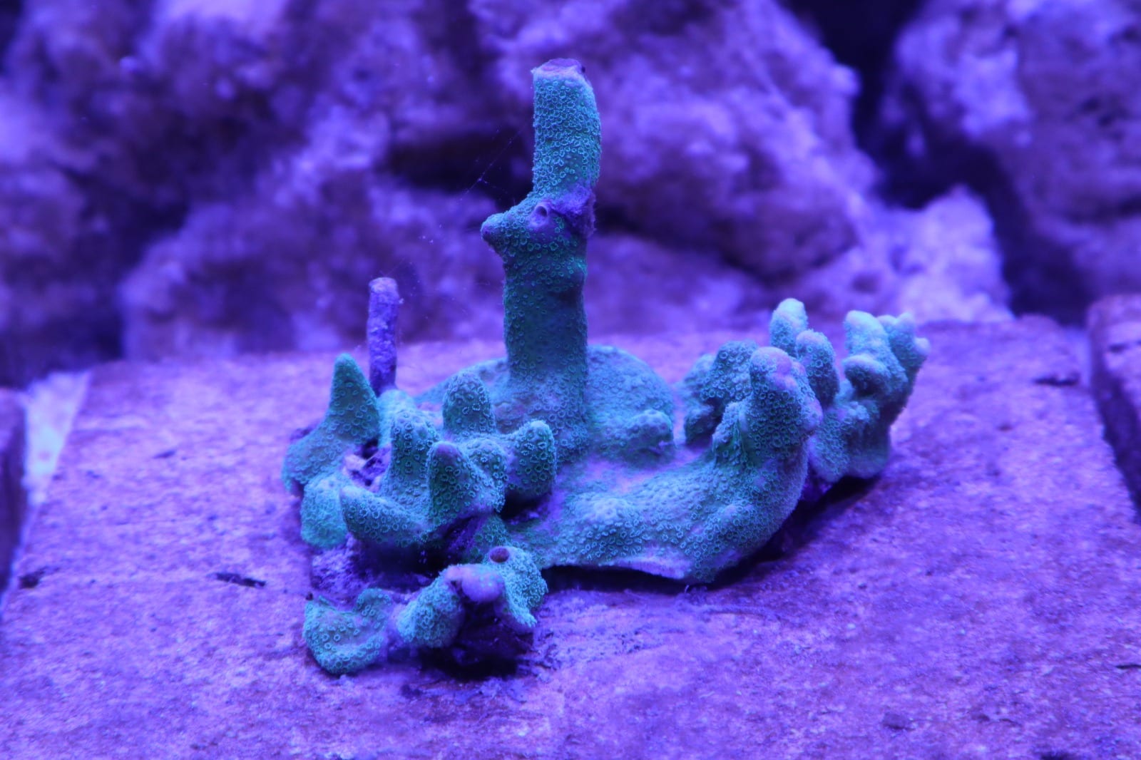 A branching coral colony under blue light in ReefTox's cultivation system.