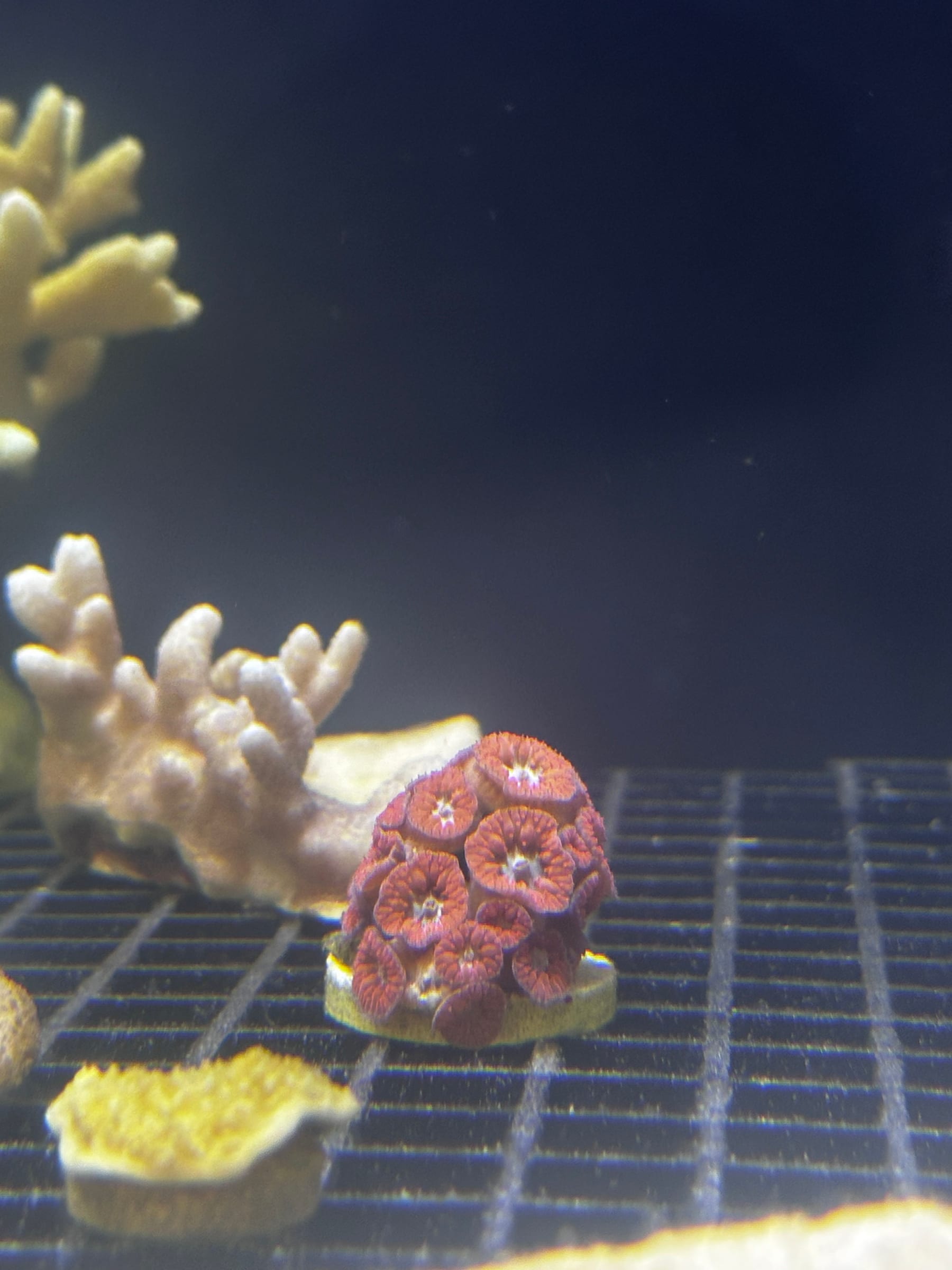 A red and orange Favia LPS coral on its frag plug under white light