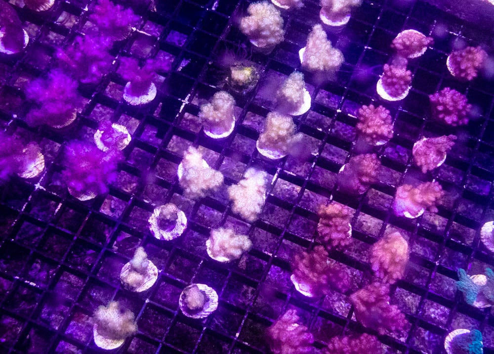 Coral fragments on test plugs arranged in a dense grid under magenta actinic light, ready for acute ecotoxicity exposure in the ReefTox lab