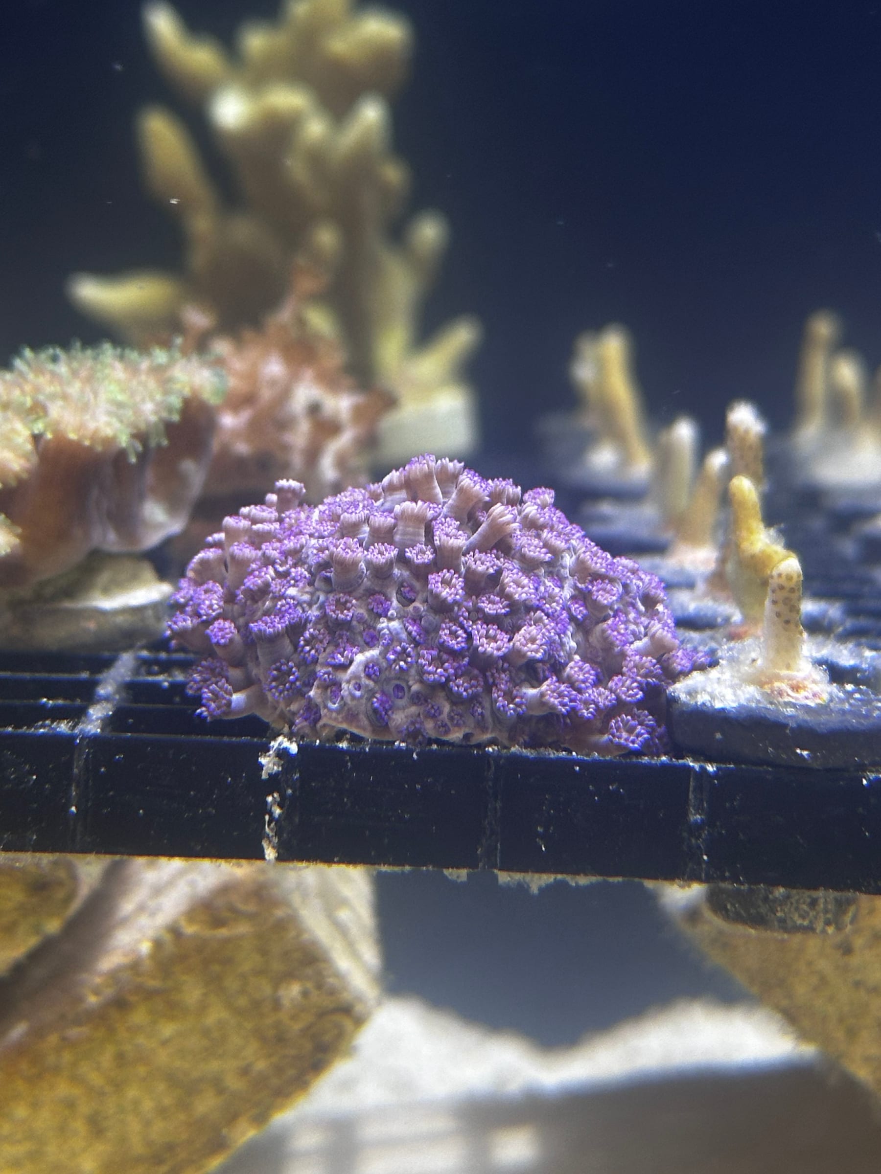 A purple Goniopora coral colony on its plug under white light in the ReefTox closed-loop laboratory