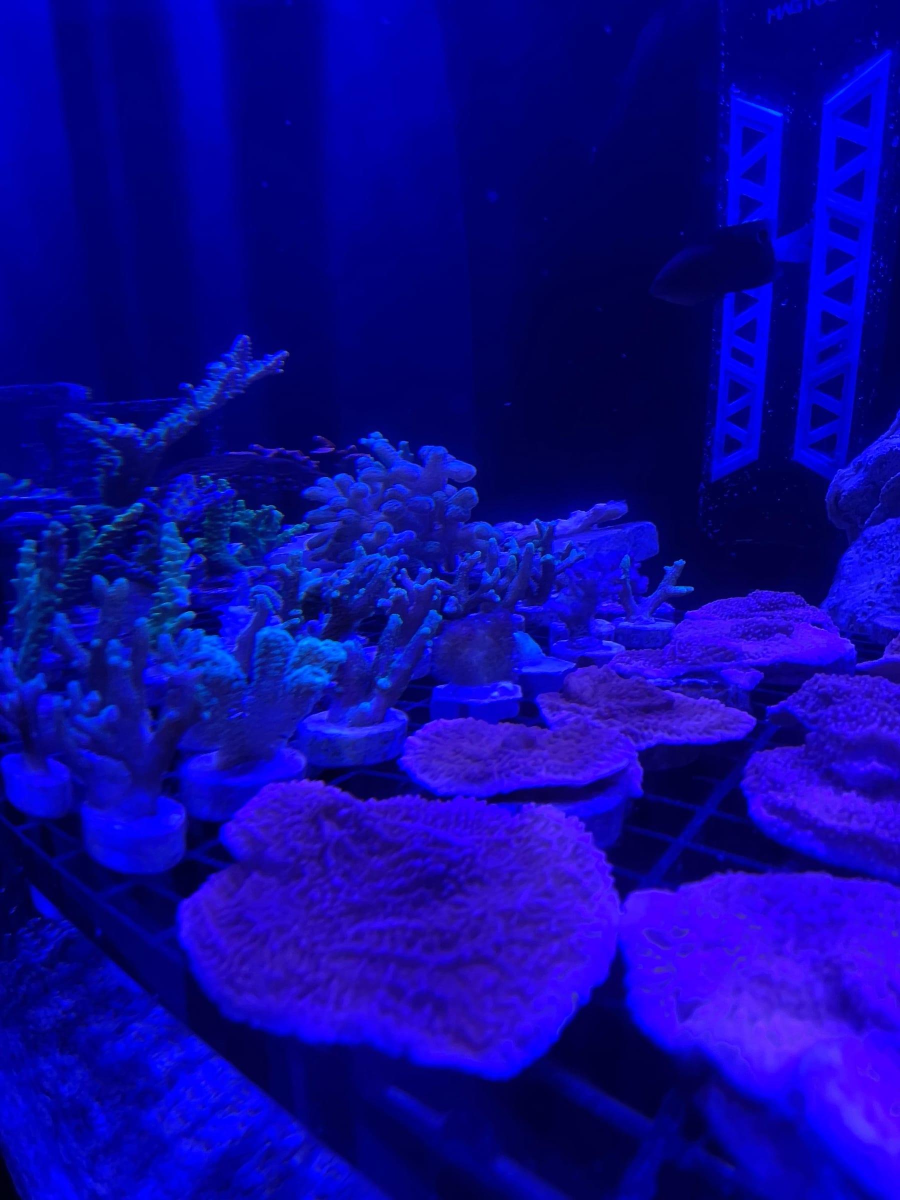 Coral colonies on plates under actinic light in the ReefTox system