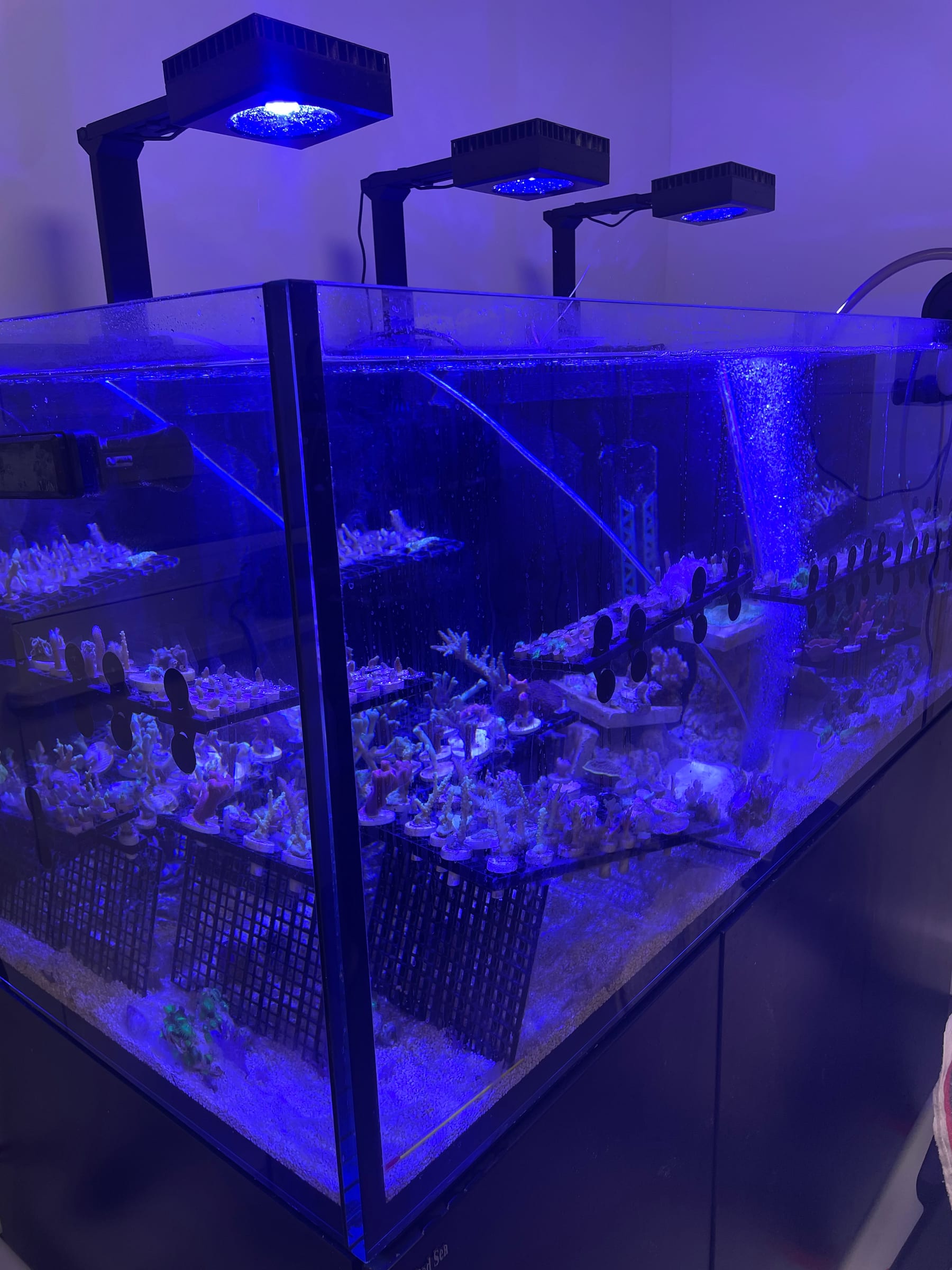 The coral cultivation vat under actinic light in the ReefTox lab in Brittany
