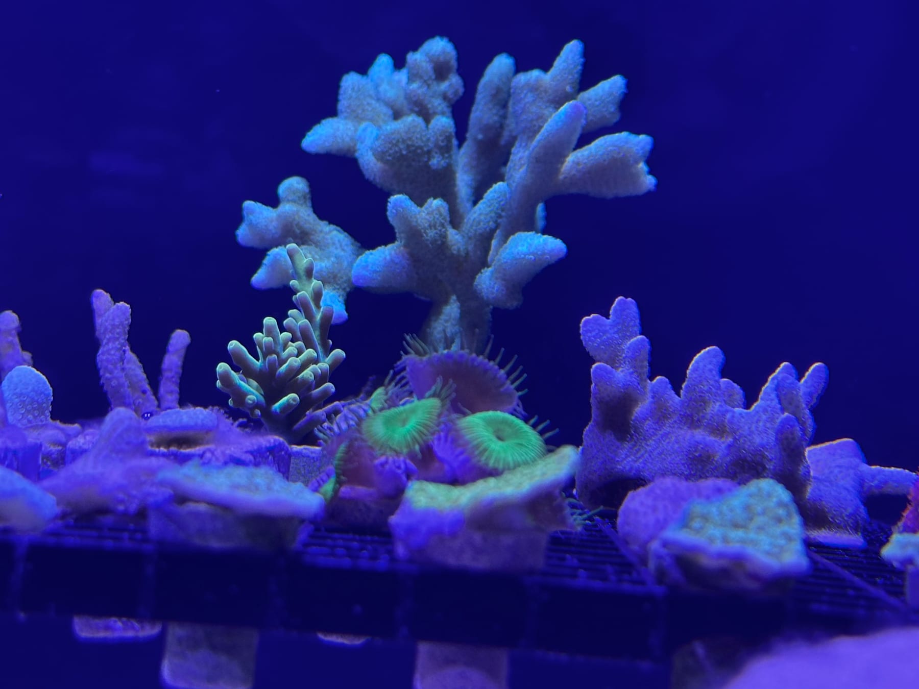 A blue-lit rack with green fluorescent zoanthids and branching Montipora fragments on plugs