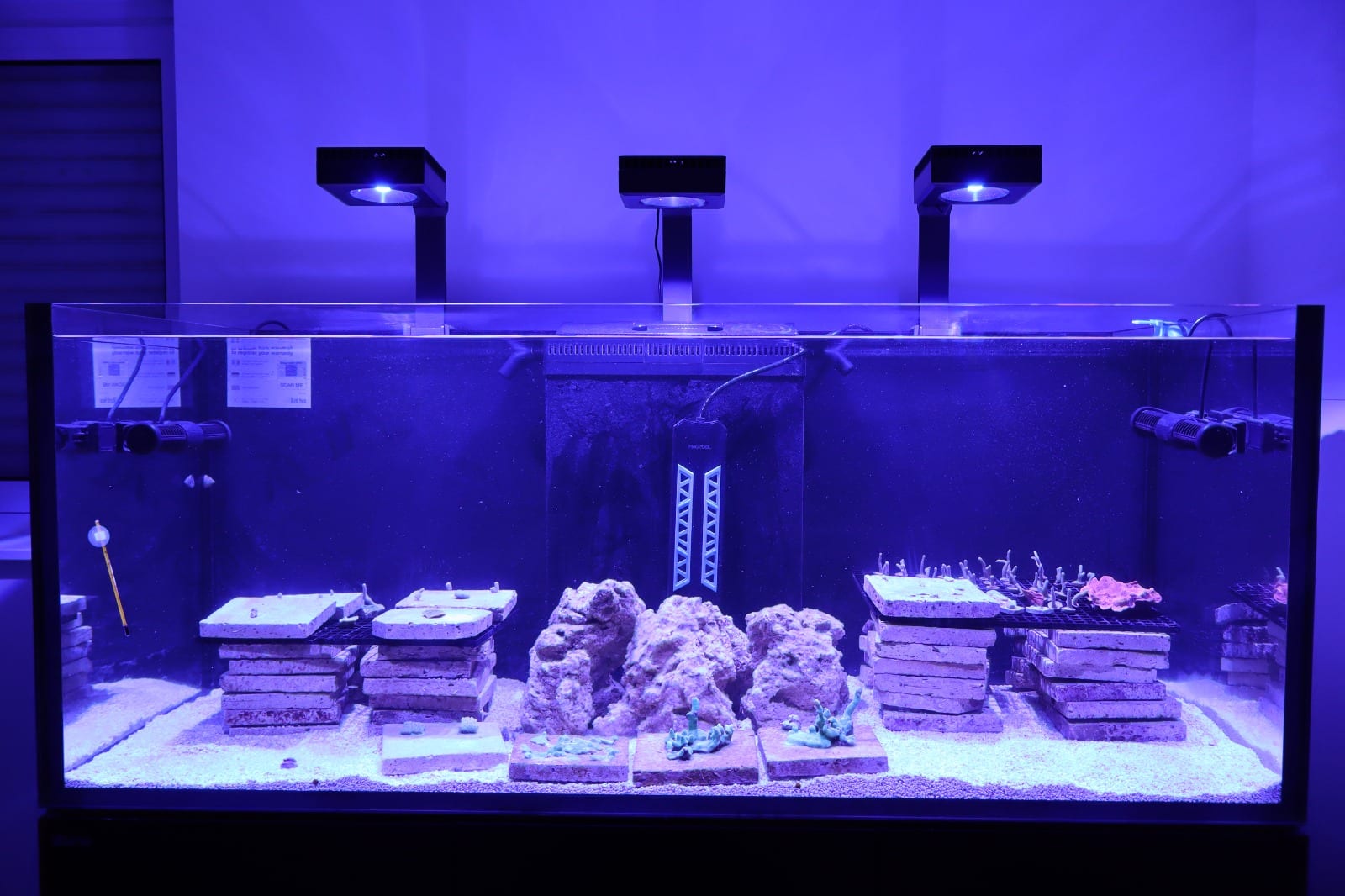 The coral cultivation bench with stacked frag trays under lamp pendants in the ReefTox closed-loop laboratory in Arzal