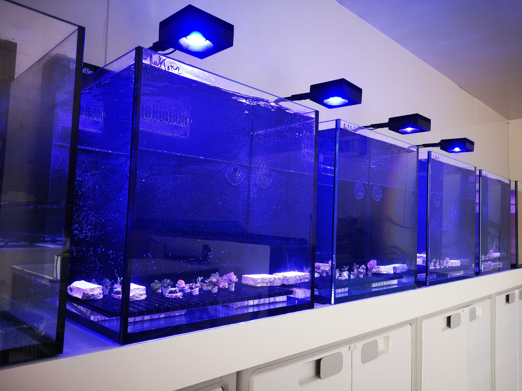 A row of coral cultivation tanks in the ReefTox closed-loop laboratory in Arzal, Brittany