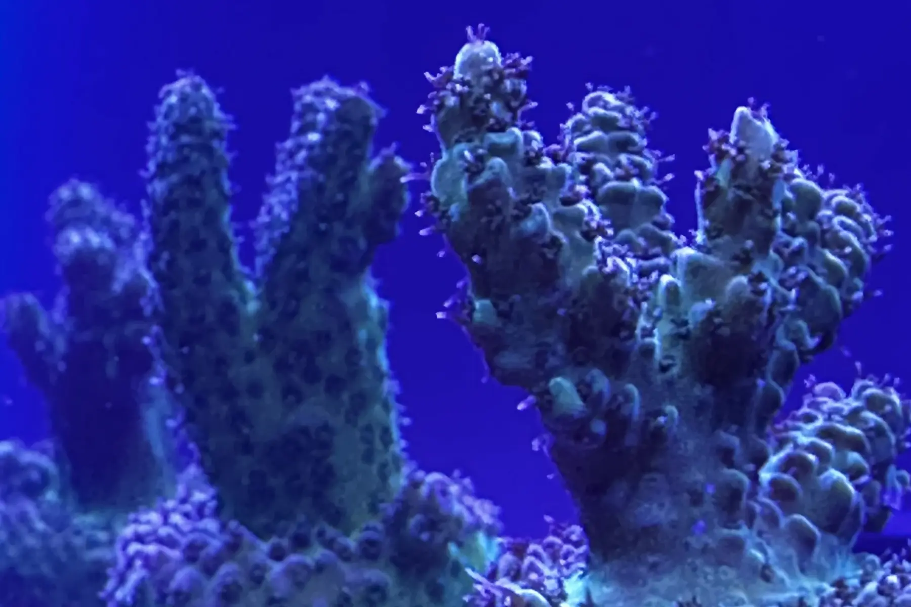 Close-up of a branching Acropora colony cultivated under aquarium lighting in the ReefTox closed-loop laboratory