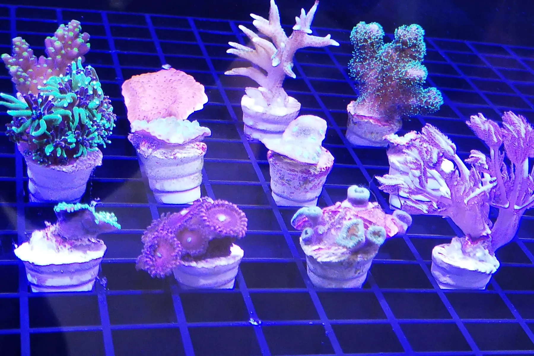 Coral fragments mounted on plugs across the ReefTox exposure grid during a live-coral test