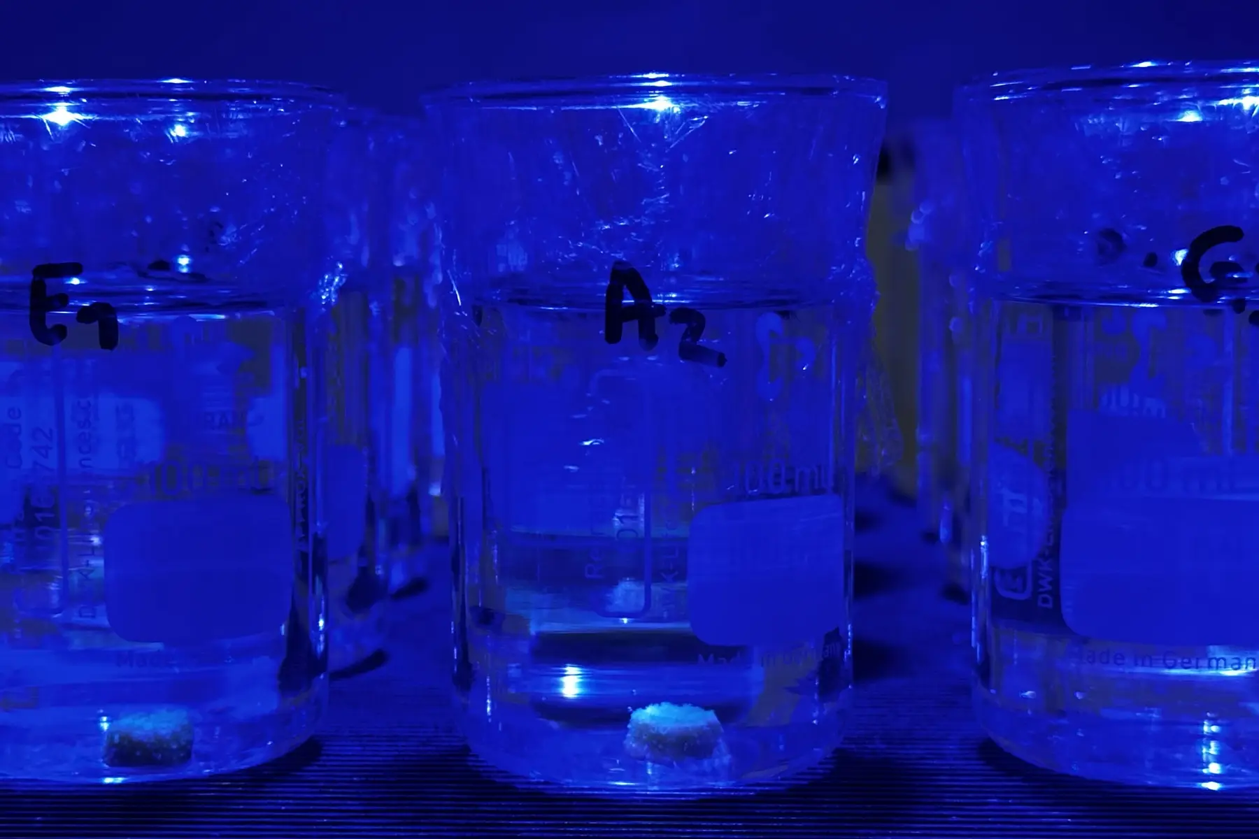 Labelled glass test vessels holding coral fragments during a chronic exposure study at the ReefTox laboratory