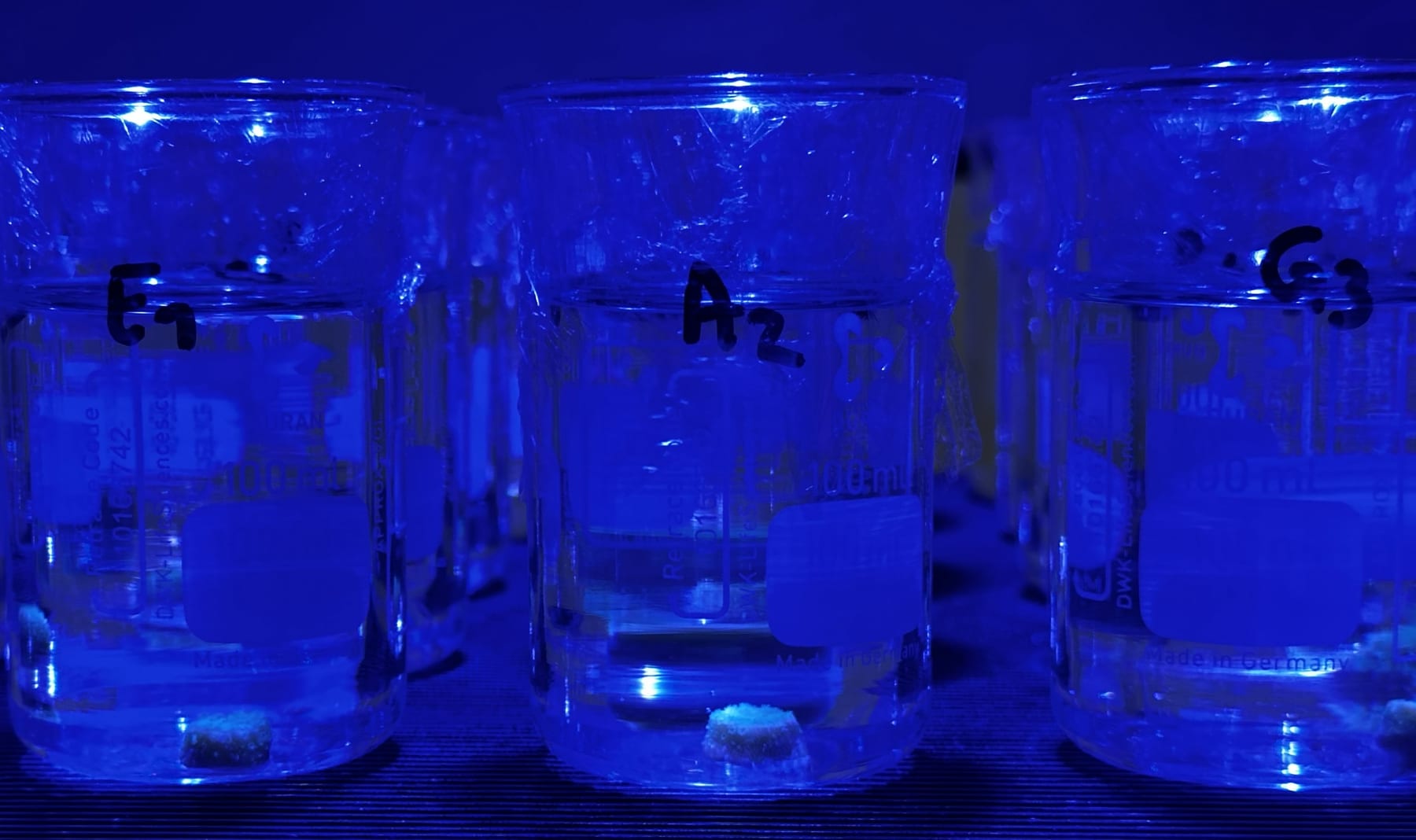 A series of glass exposure beakers holding coral fragments under controlled light.