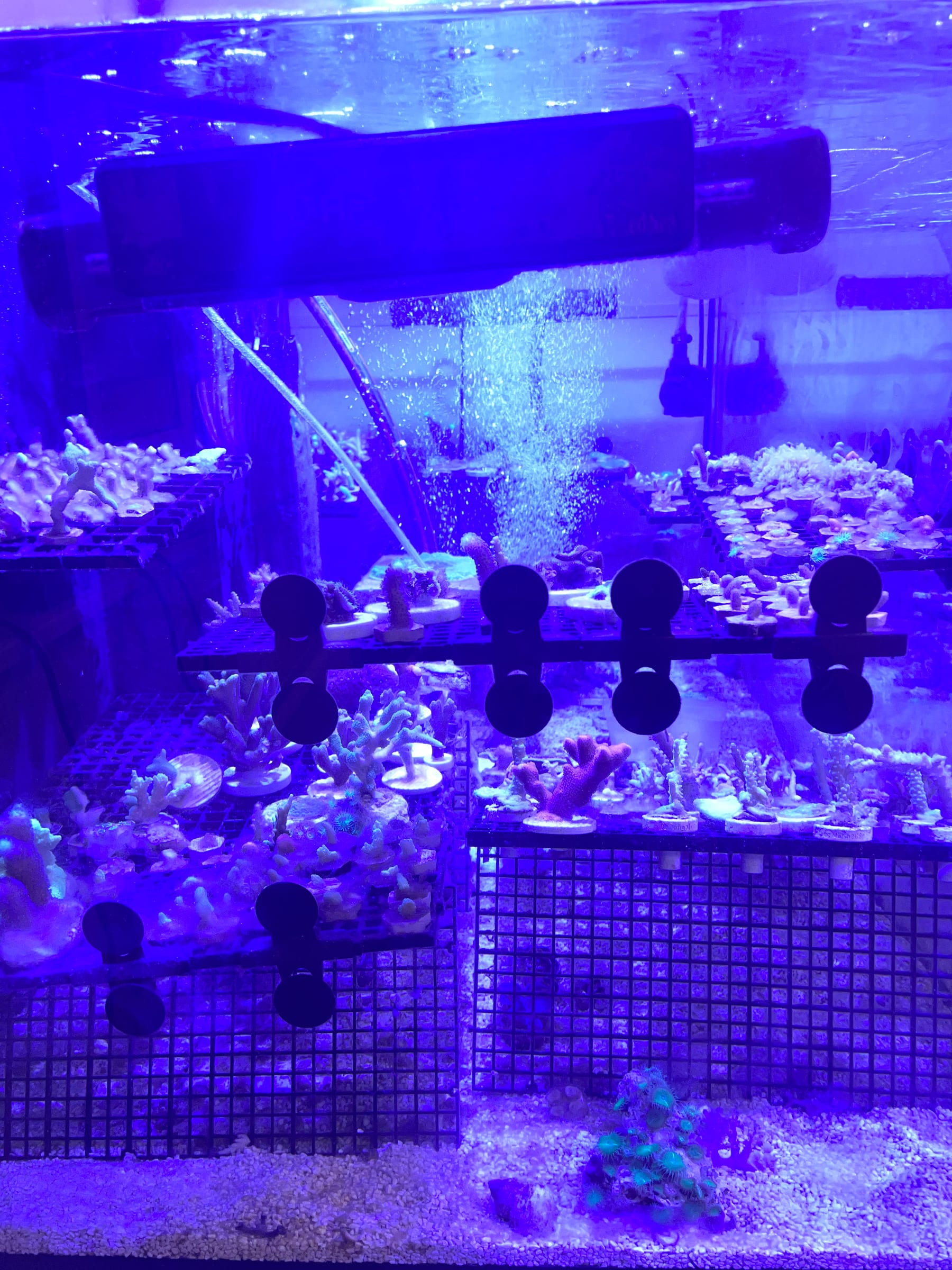 Coral colonies growing in the large cultivation vat under actinic light