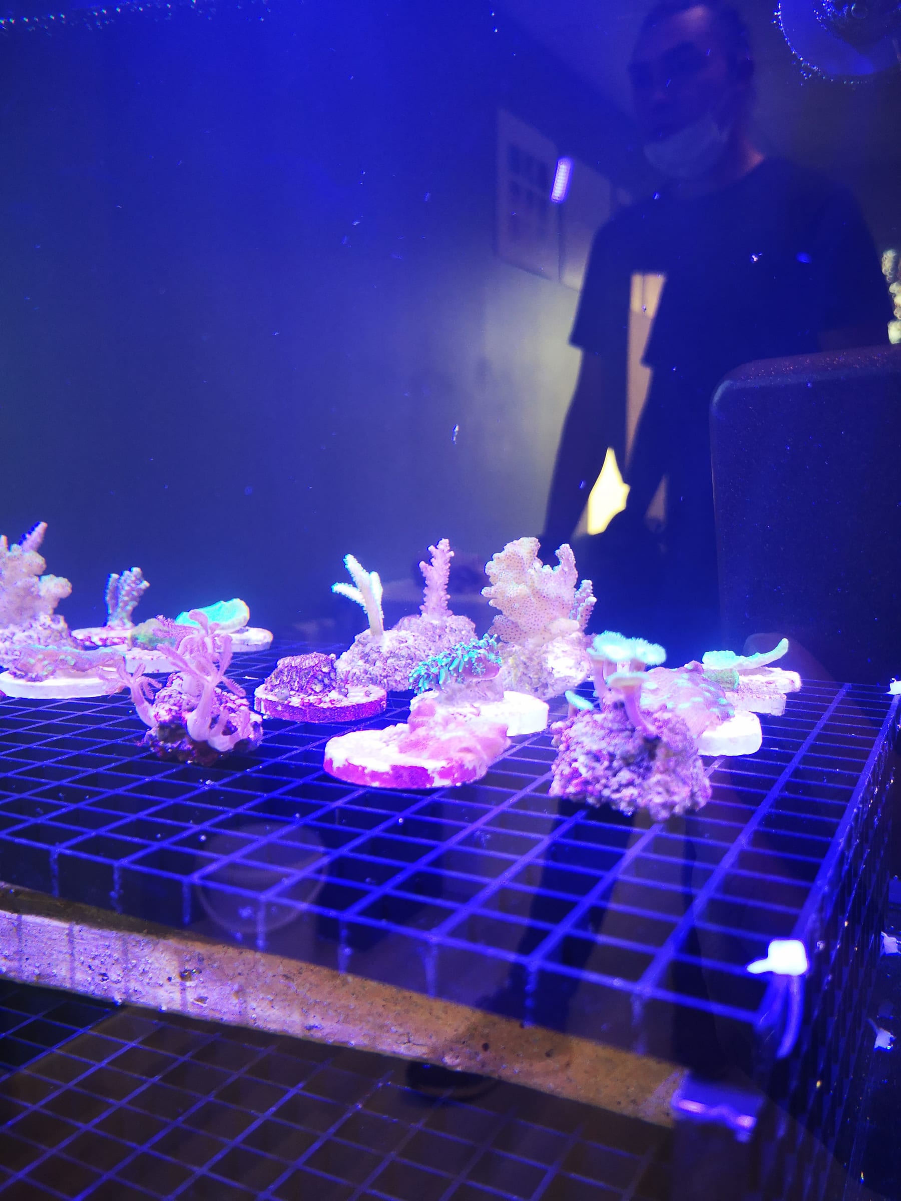 A mixed batch of coral fragments on plugs, prepared for a ReefTox marine ecotox exposure
