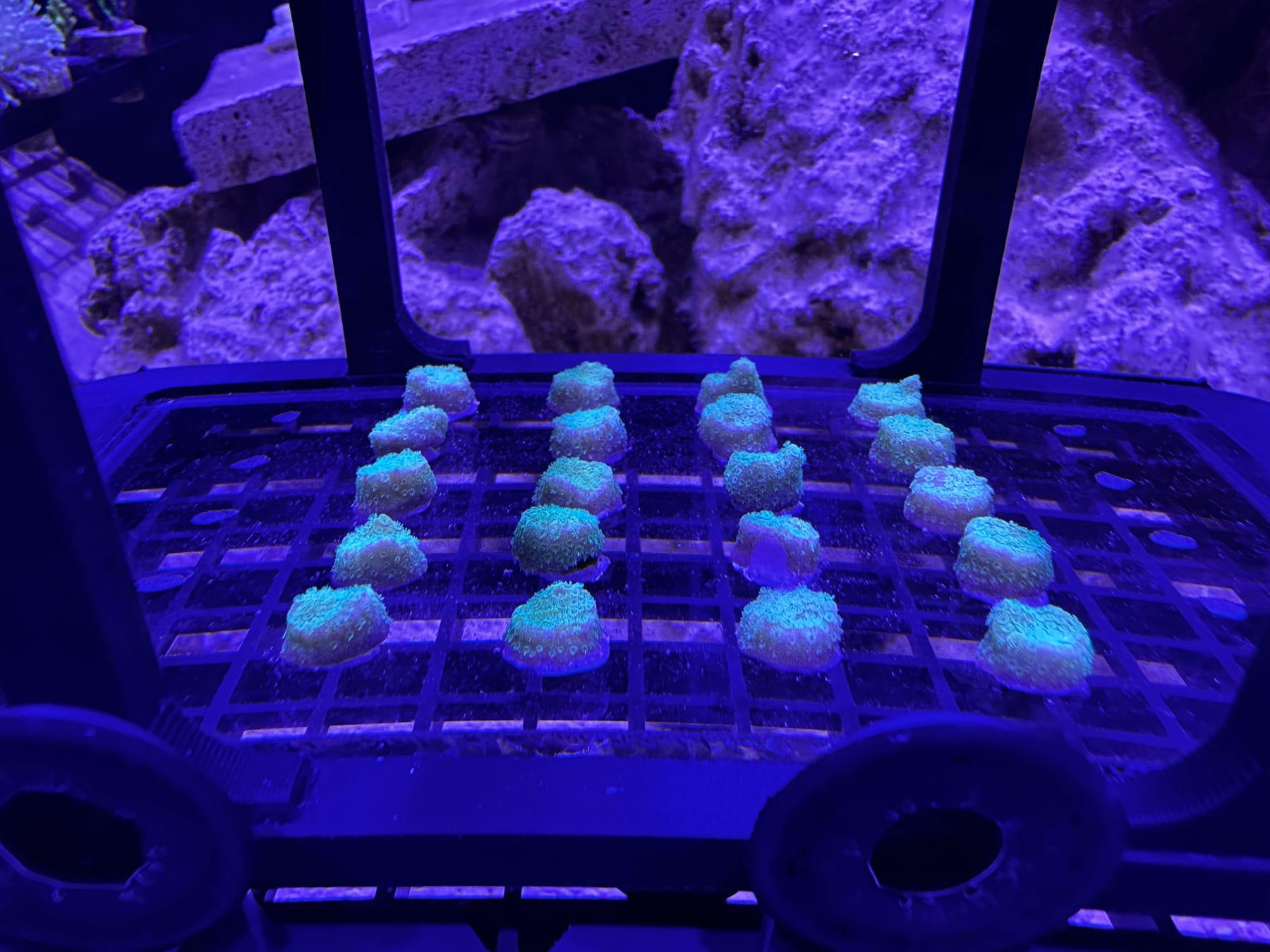 A rack of fresh coral cuttings produced in the ReefTox closed-loop laboratory