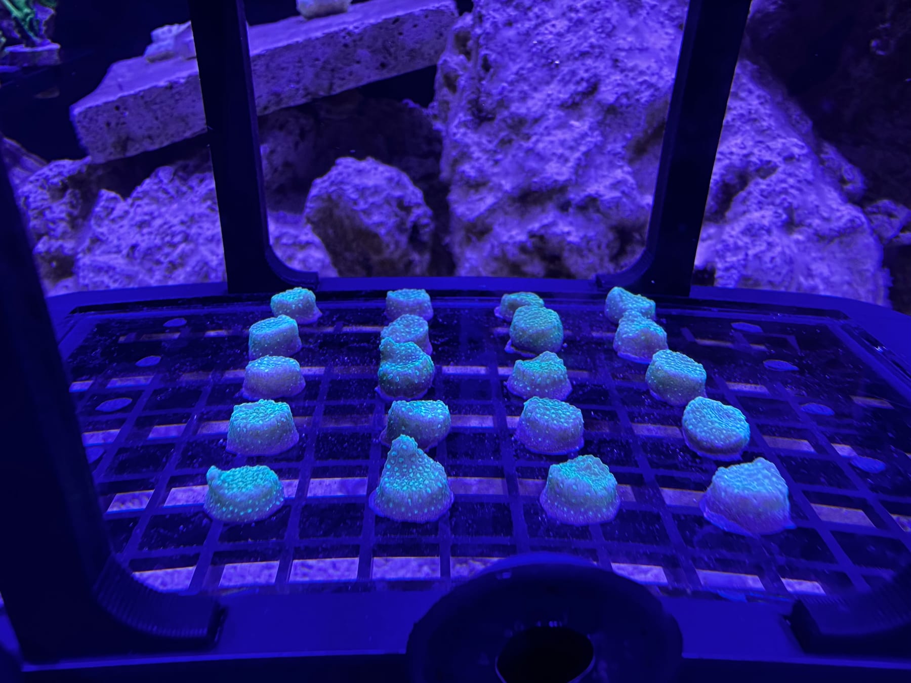 A 4-by-4 replicate grid of coral fragments on plugs