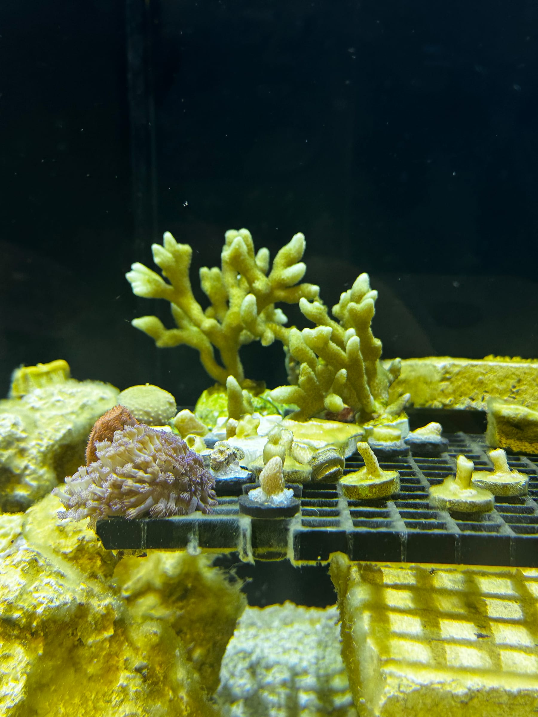 Coral fragments on the cultivation rack under full-spectrum white light