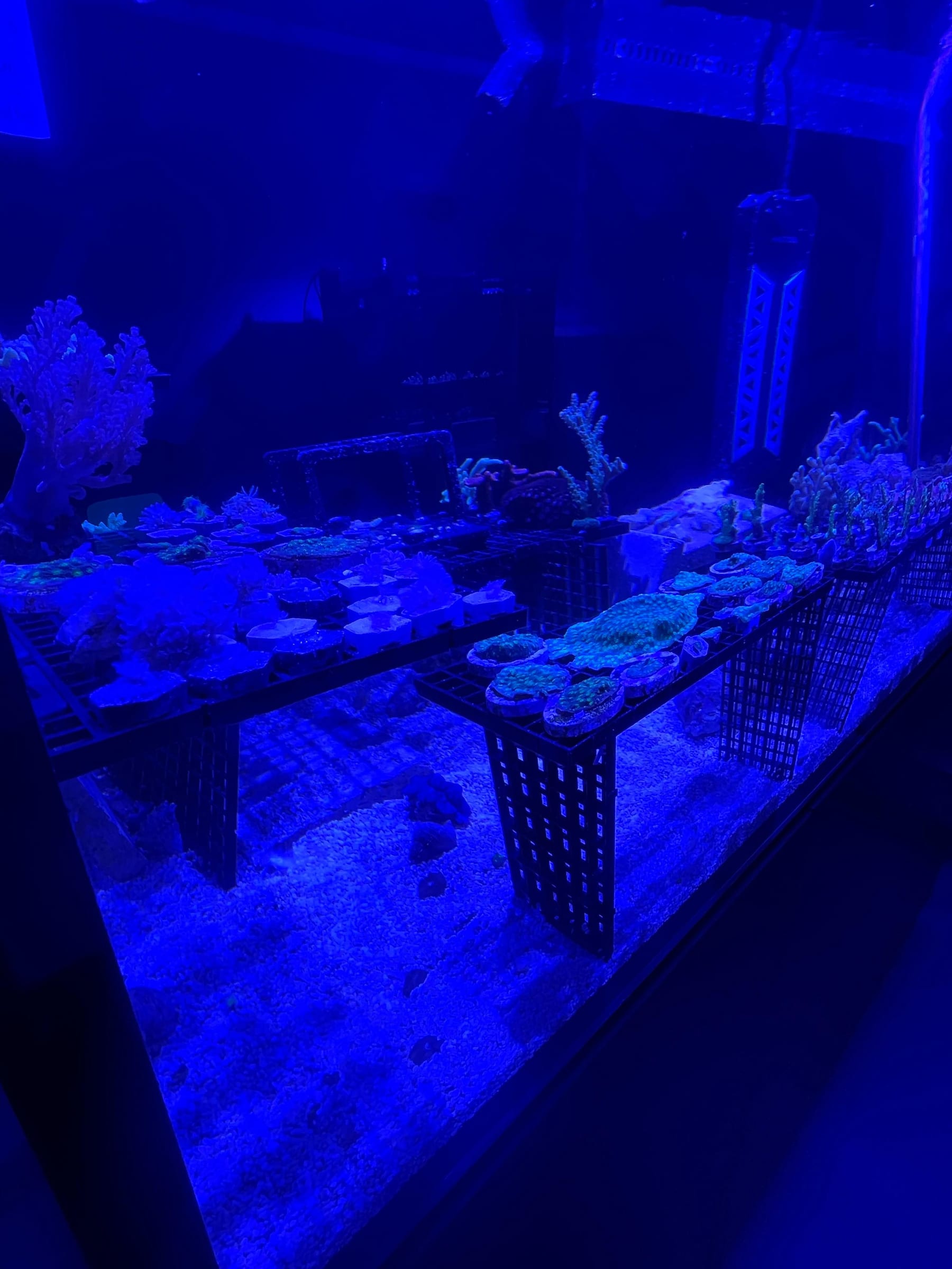 A coral frag rack inside a cultivation tank under actinic light