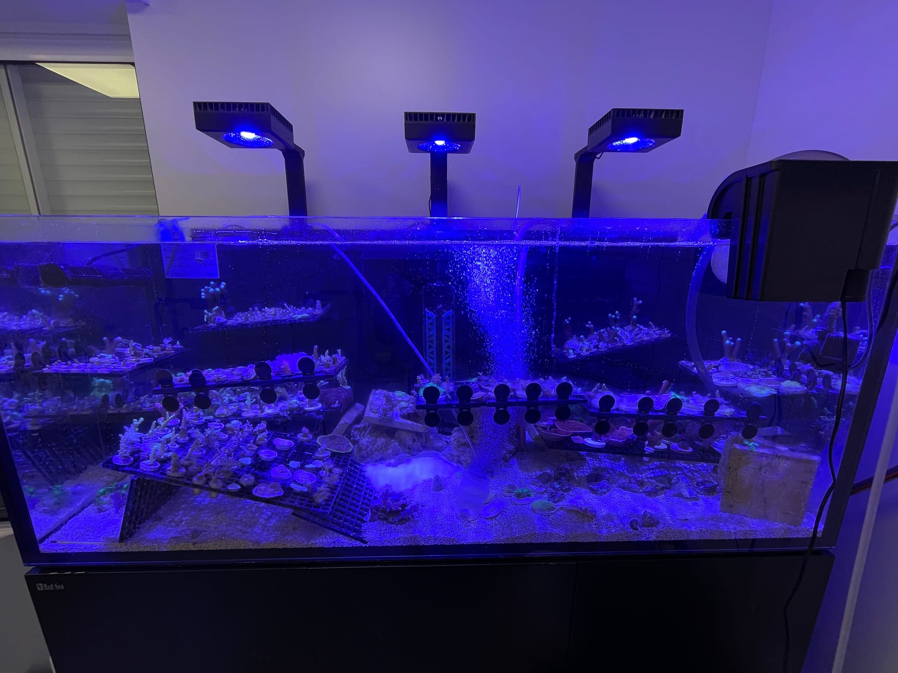 Coral frag racks inside a cultivation tank under actinic light
