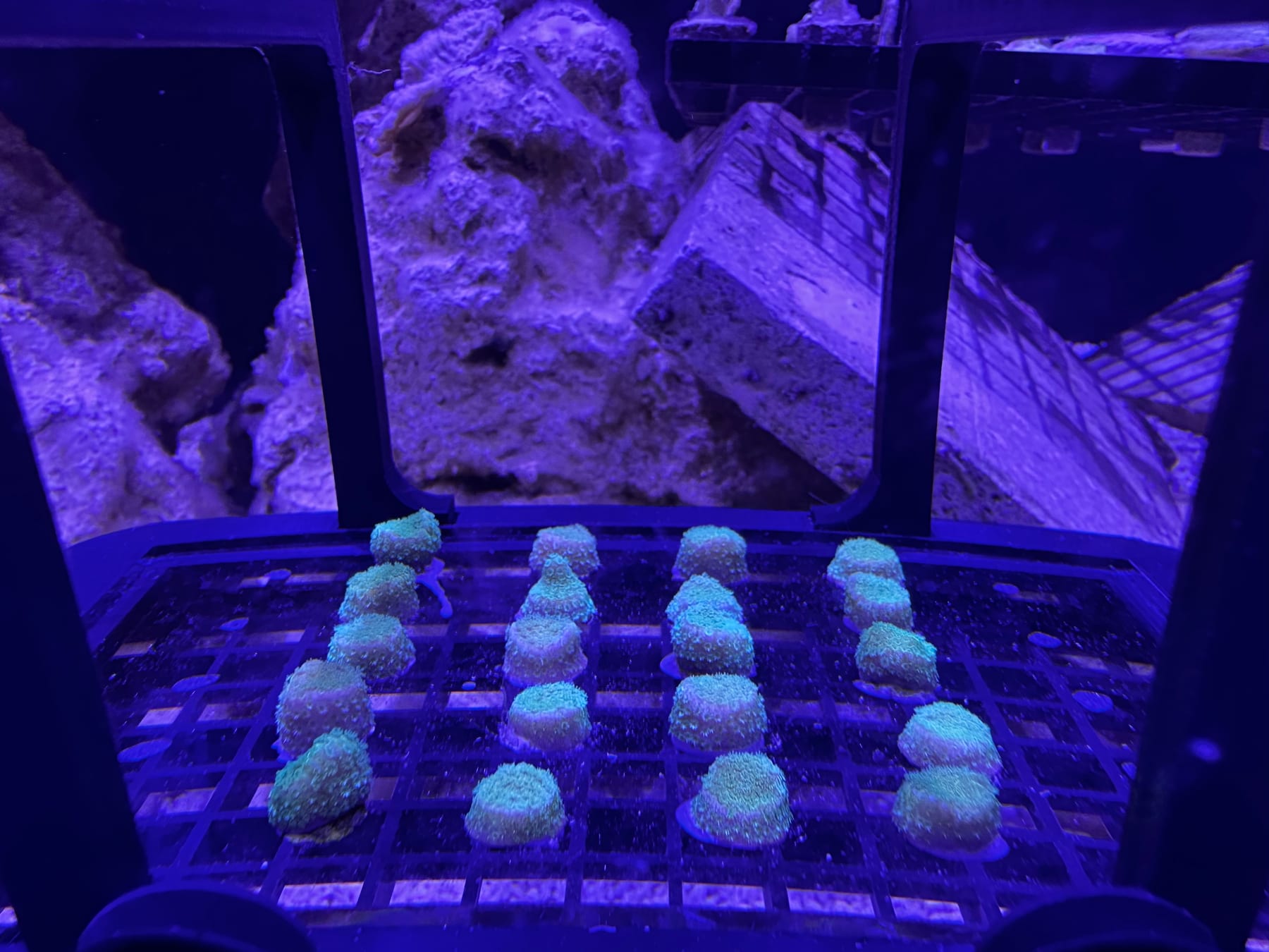 An eye-level view of a frag rack holding dozens of coral fragments on plugs under actinic light.