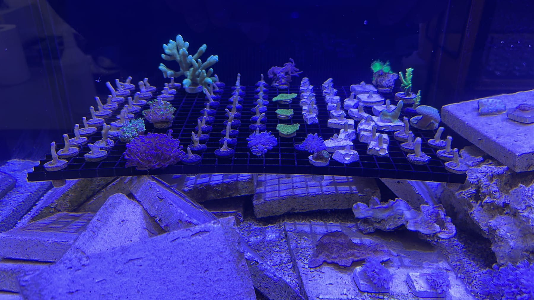 A wide frag rack of cultivated corals over rockwork under actinic light in the ReefTox closed-loop system