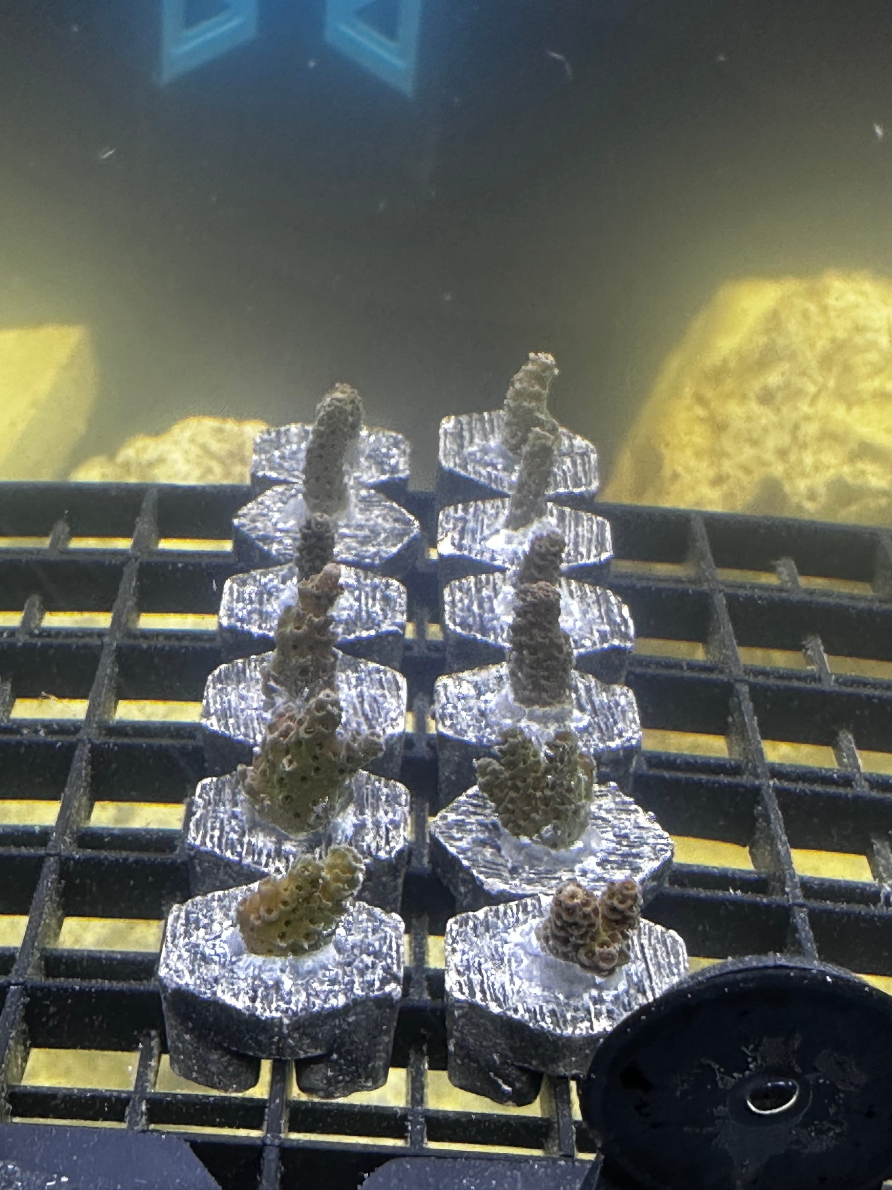 Two replicate columns of Acropora fragments on hexagonal plugs under warm white light