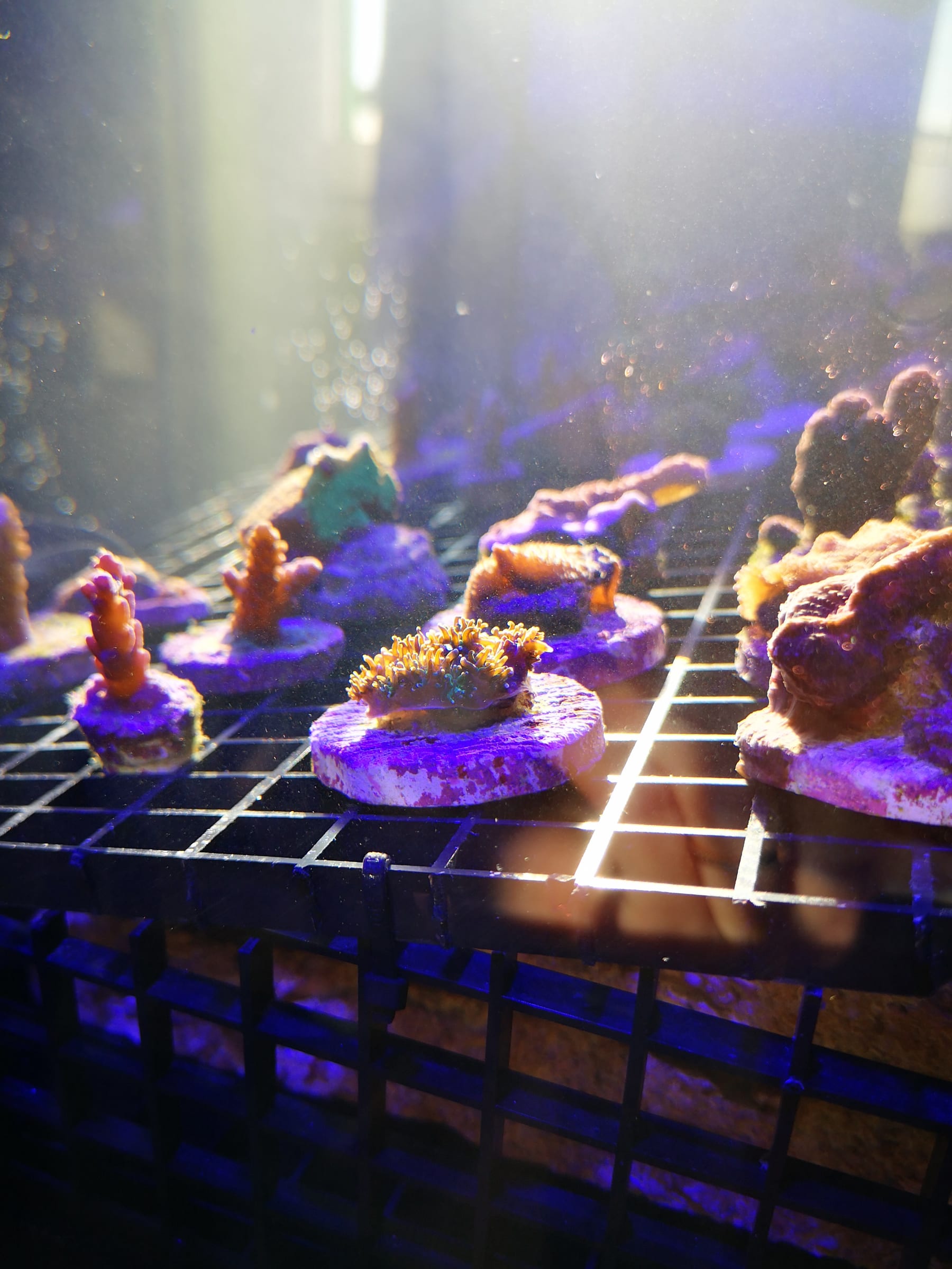 Coral fragments on plugs arranged on the cultivation grid