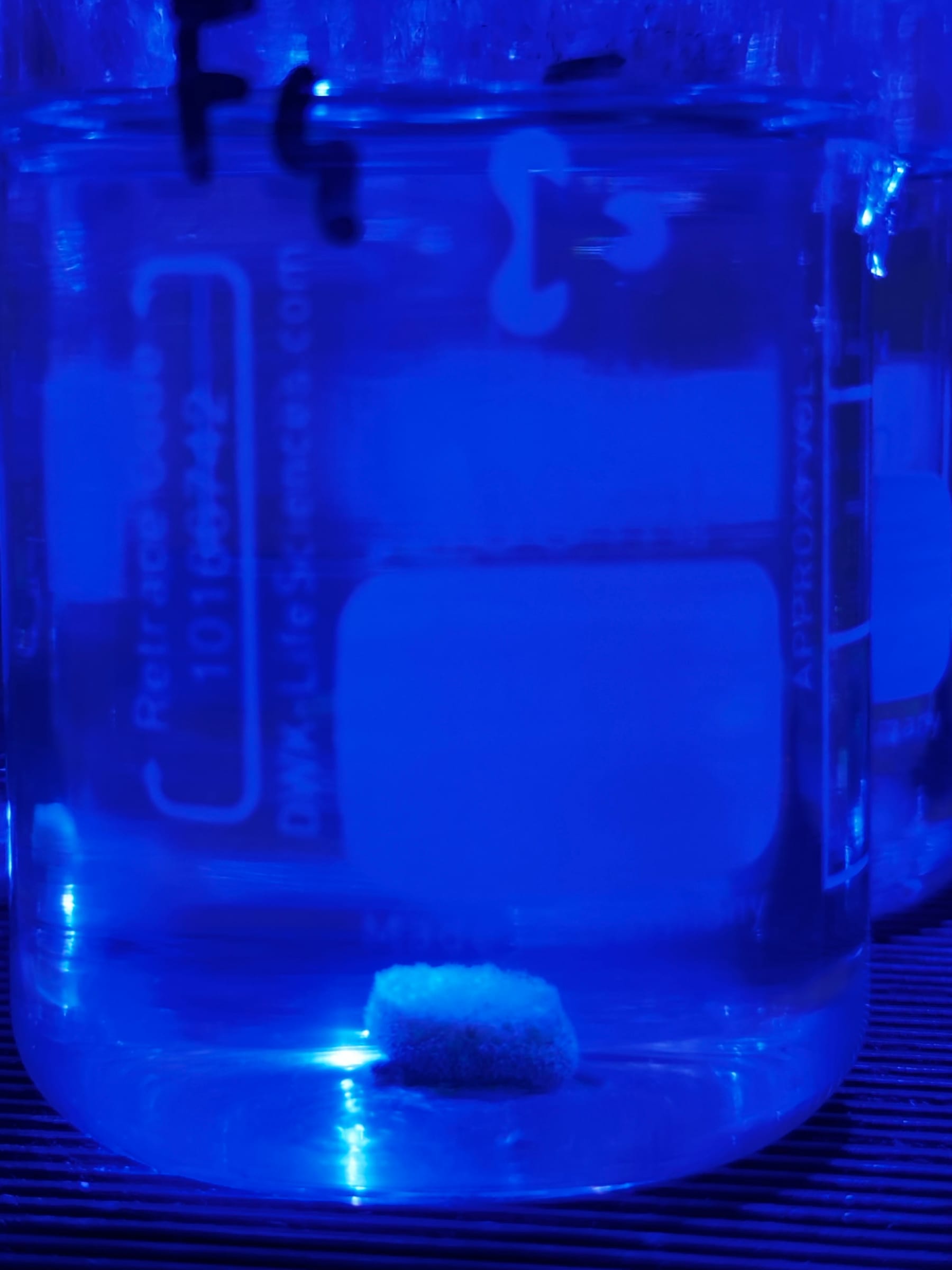 A Montipora digitata fragment inside its labelled exposure beaker at the ReefTox laboratory