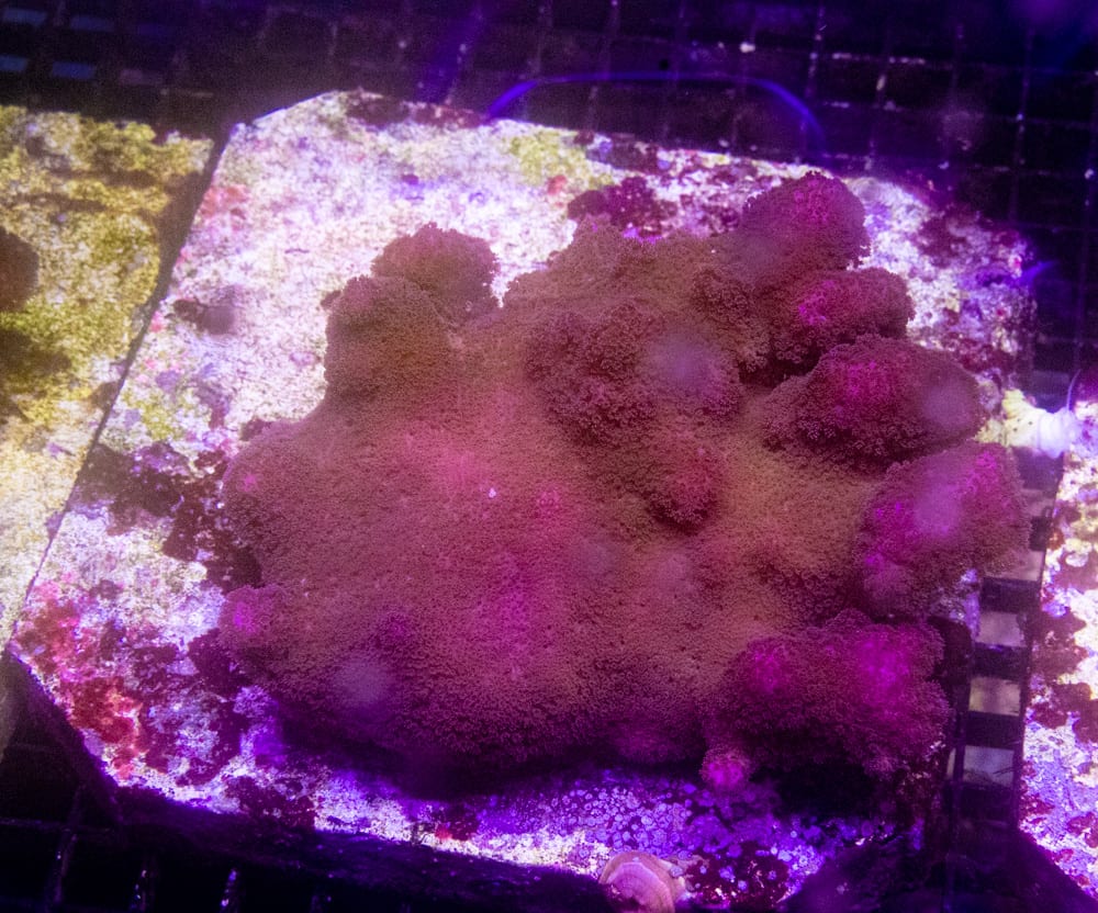 An acclimated coral mother colony in ReefTox's closed-loop cultivation system.