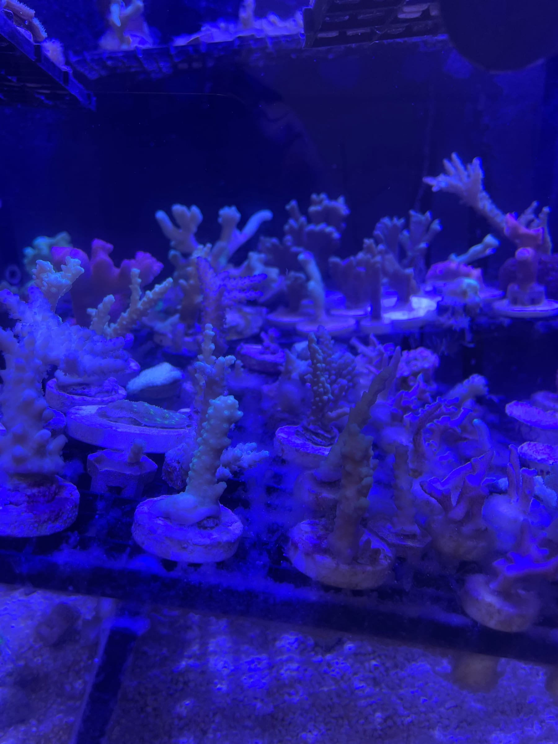A coral mother colony under actinic light in the ReefTox cultivation system