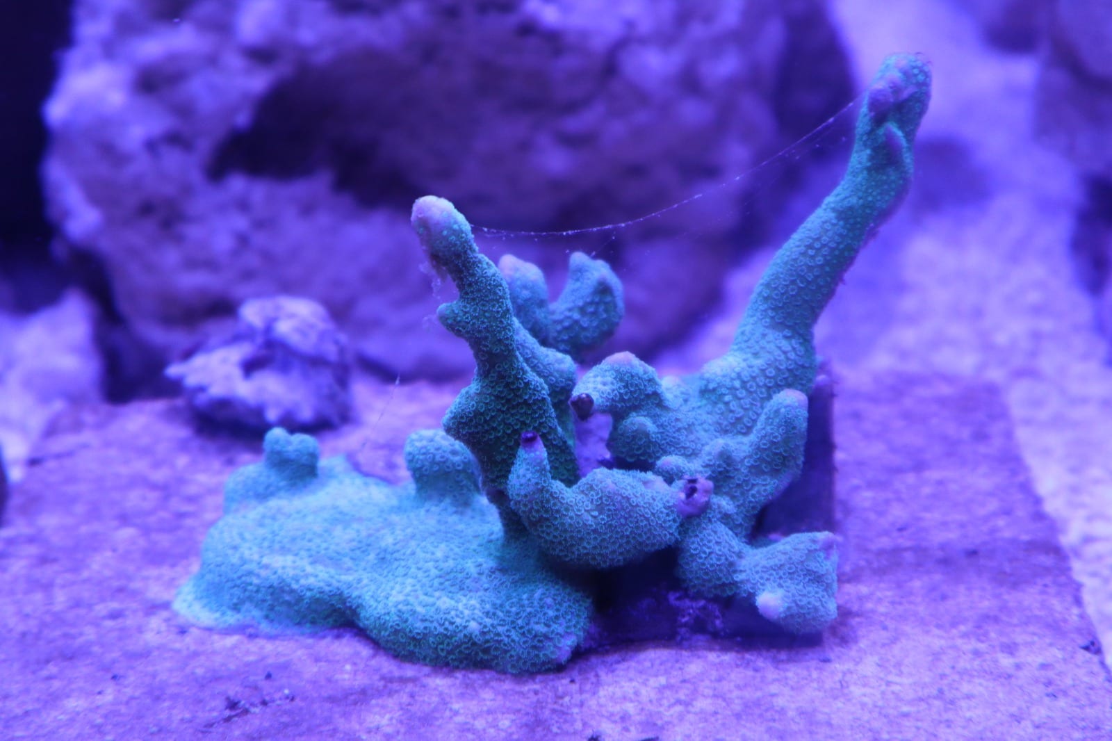 A mint-green coral colony cultivated in the ReefTox closed-loop system