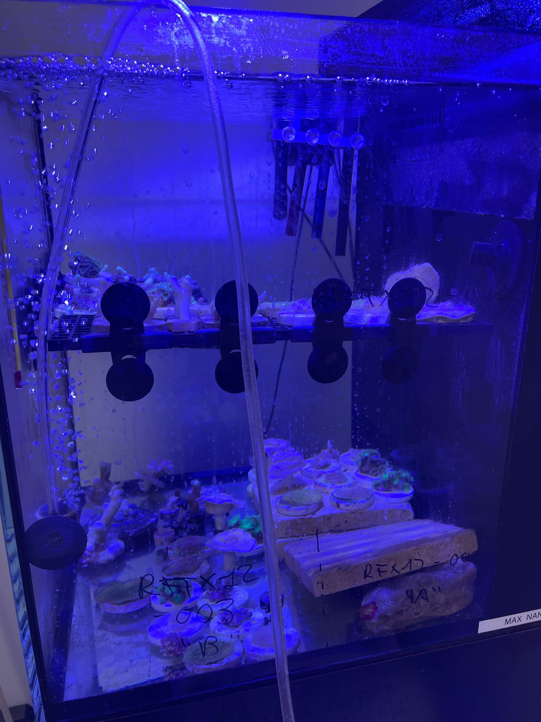 Coral mother colonies growing in the cultivation vat in the ReefTox system