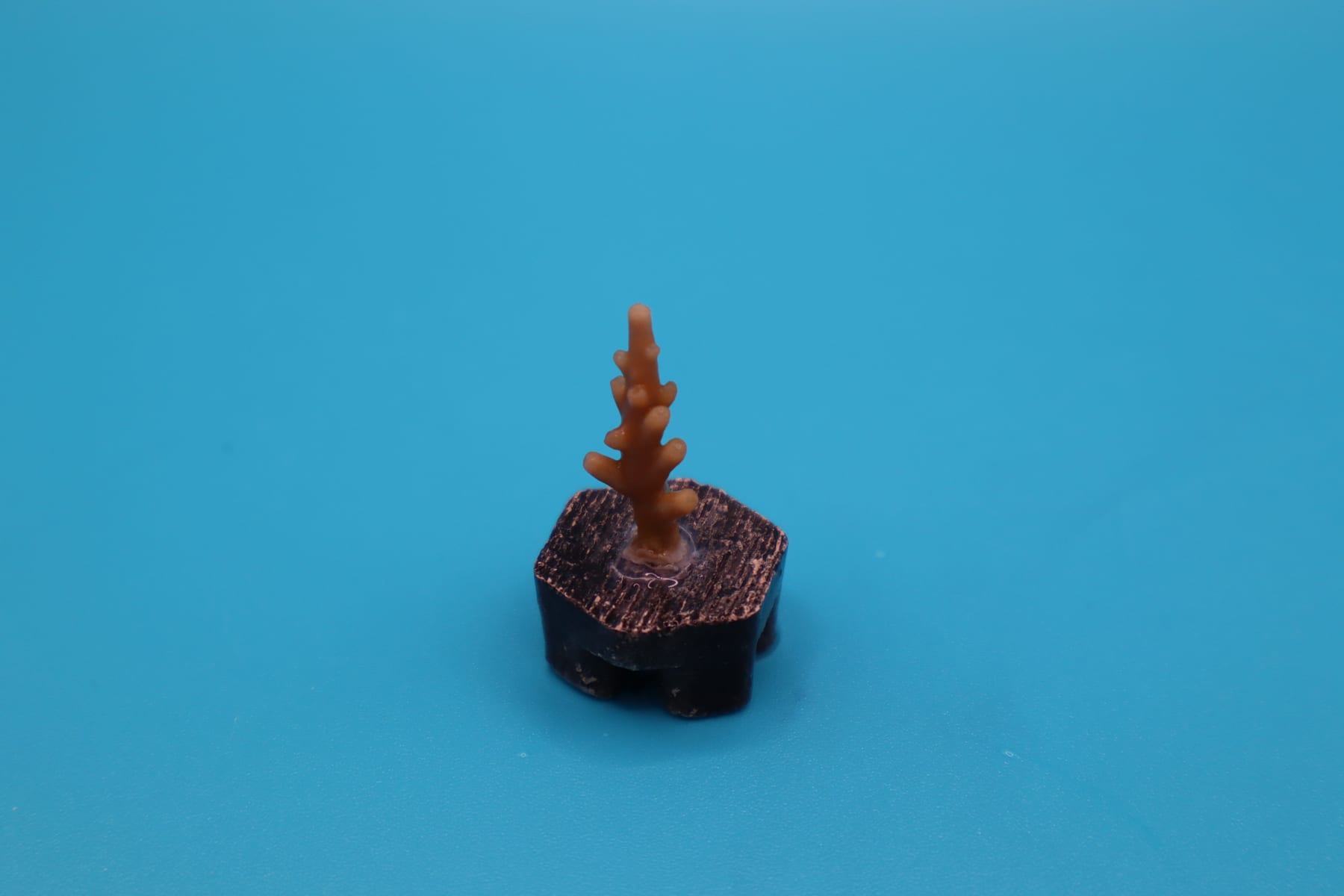 A branching SPS coral fragment on a black plug against a seamless blue studio background