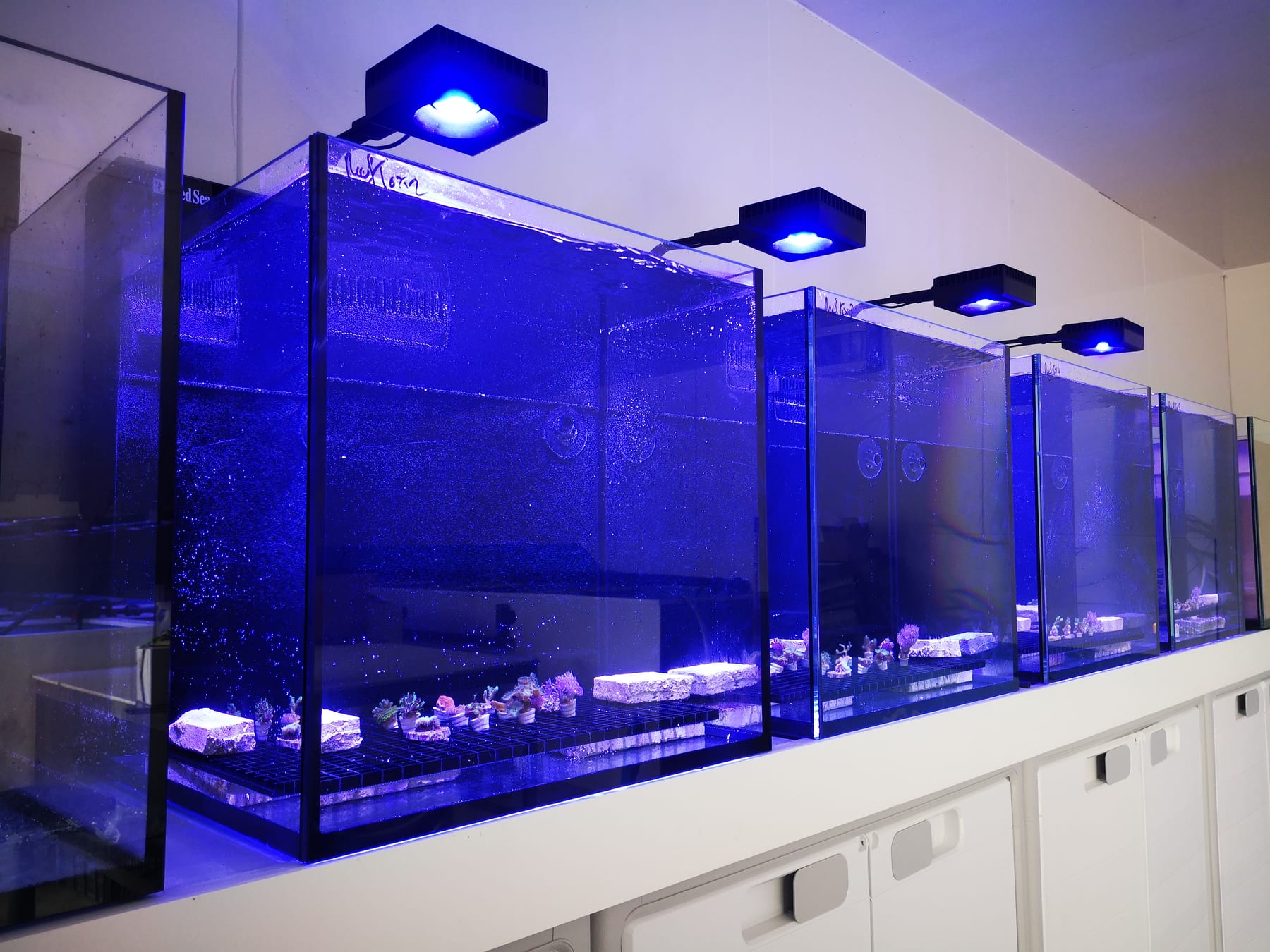 A row of nano cultivation tanks under their light pendants in the ReefTox lab in Brittany