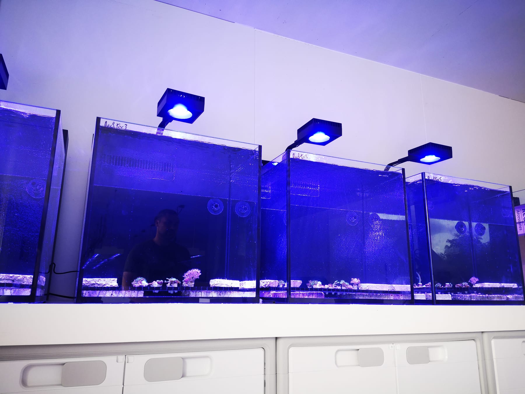 A row of coral cultivation tanks under blue lighting in the ReefTox facility