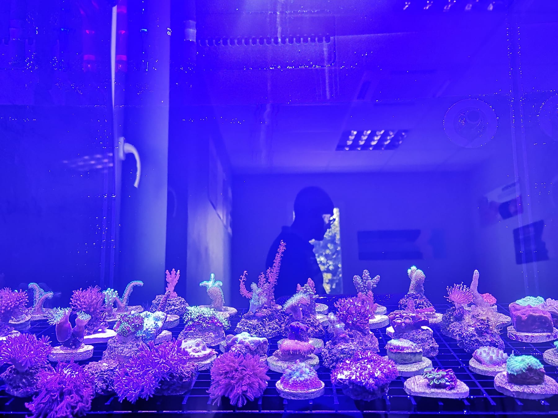 A ReefTox technician working at the coral cultivation vat