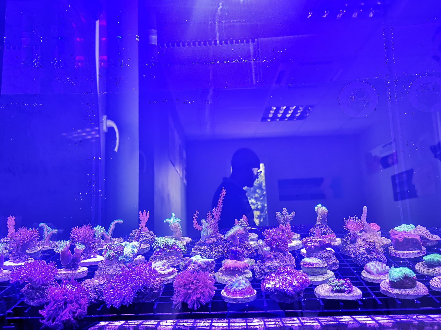 A ReefTox technician at the coral cultivation vat under actinic light