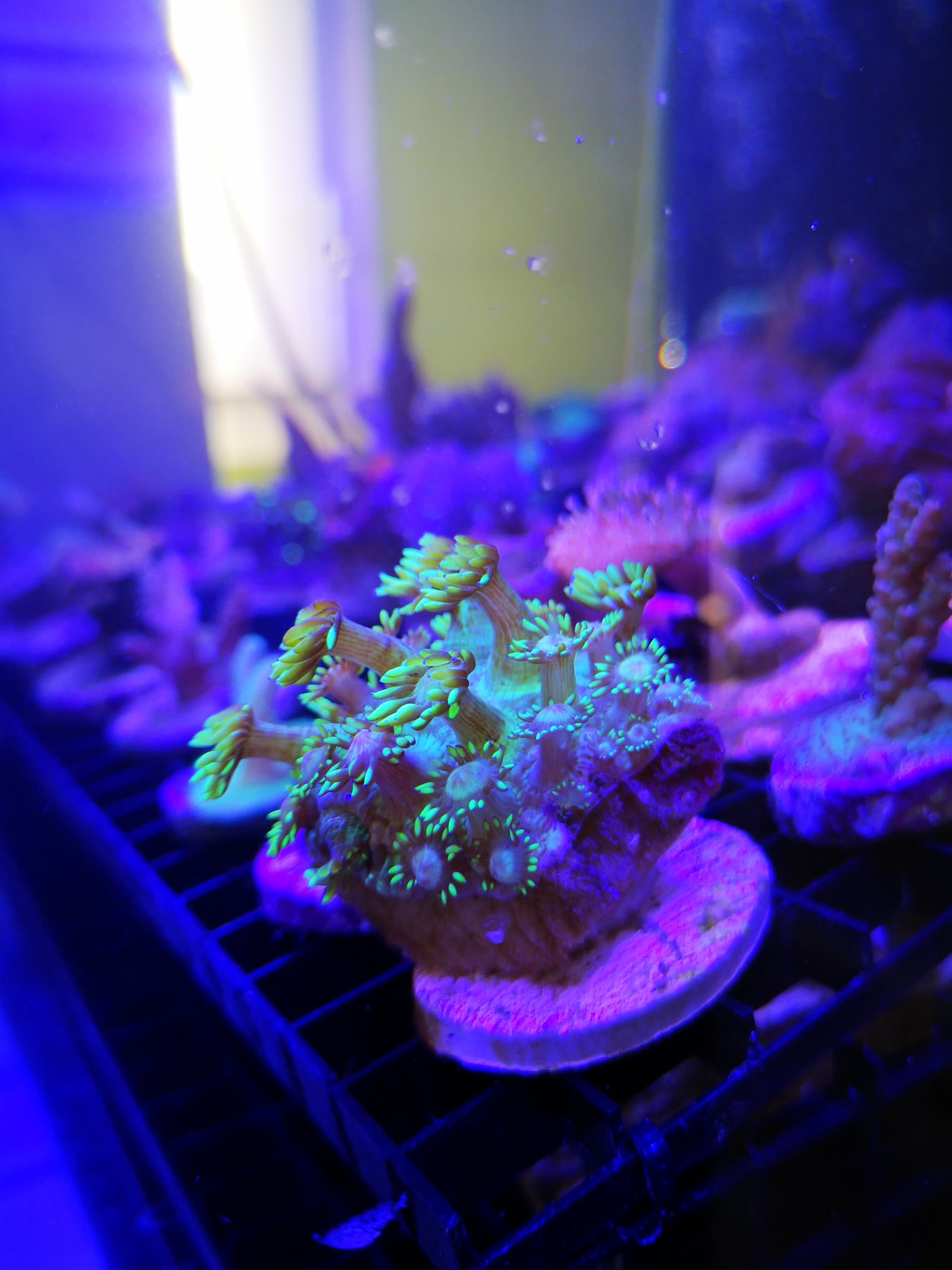 Coral fragments mounted on the blue ReefTox testing grid
