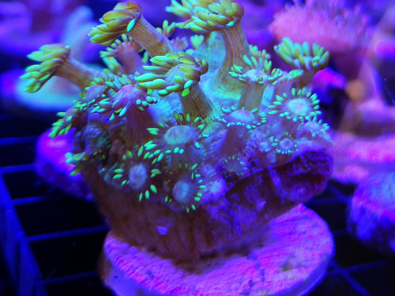 A live coral colony cultivated on its plug at the ReefTox closed-loop laboratory in Arzal, Brittany