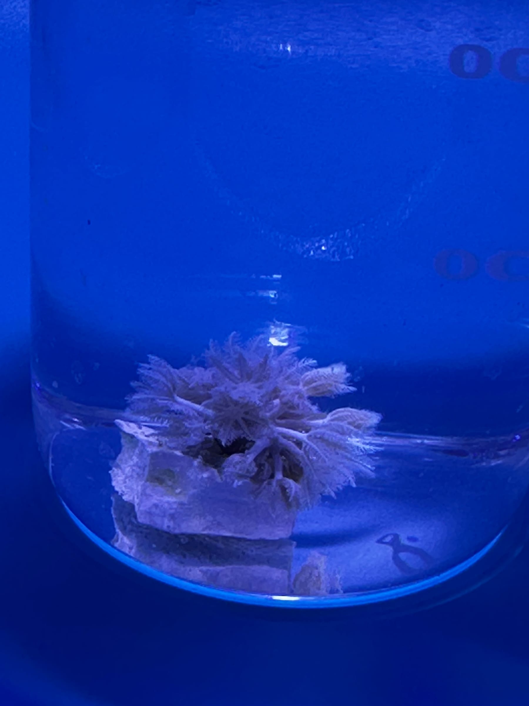 A Xenia elongata soft coral with polyps open inside its exposure beaker at the ReefTox laboratory