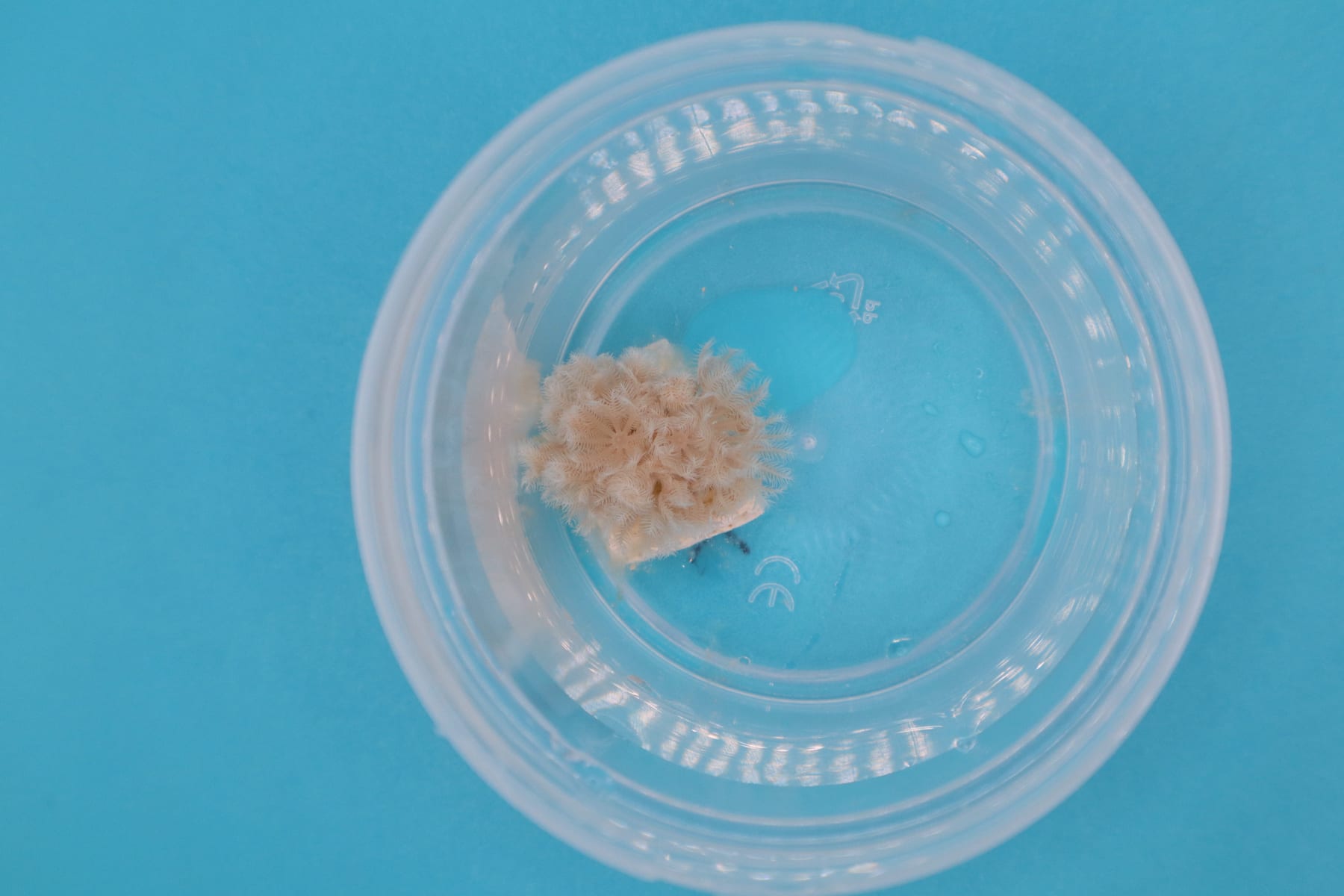 A pulsing Xenia-type coral fragment in a small specimen cup against a pale blue studio background
