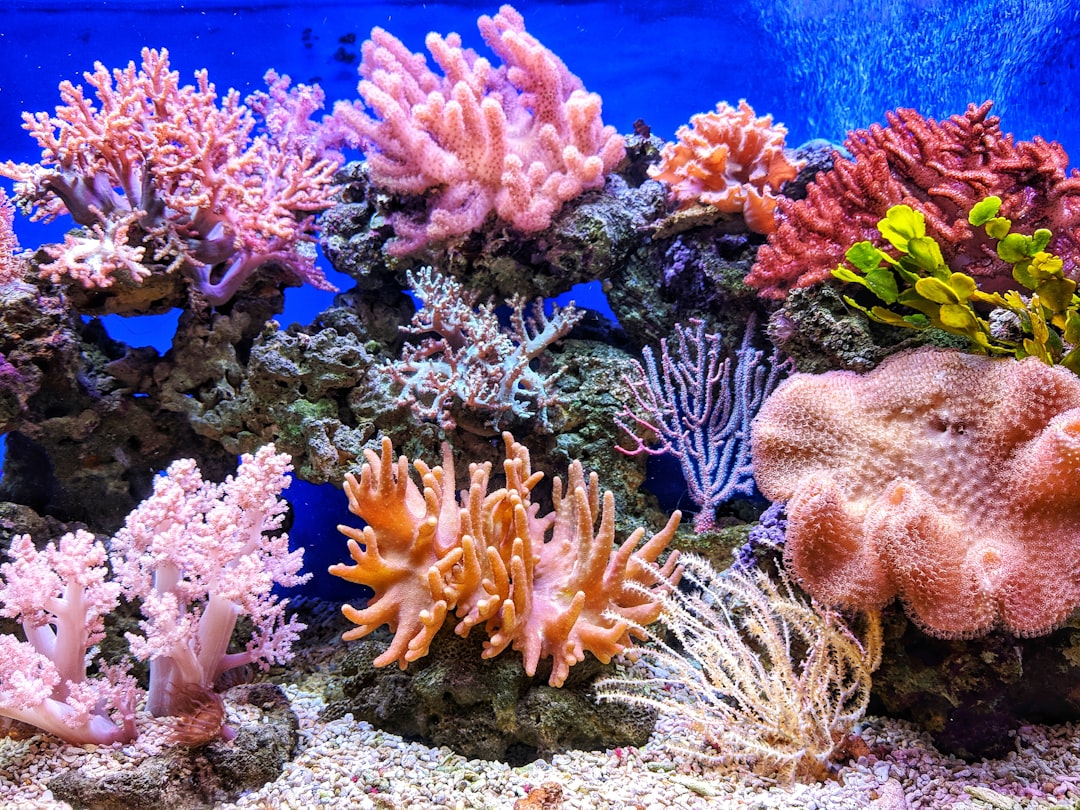 Wide view of a shallow coral reef